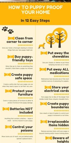 a poster showing how to keep your dog safe