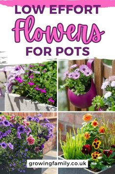 31 best low maintenance plants for outdoor pots, and how to take care of them - Growing Family Plants For Outdoor Pots, Plant Care Tips, Bedding Plants