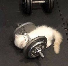 a white cat laying on top of a gym floor next to a dumbble weight machine