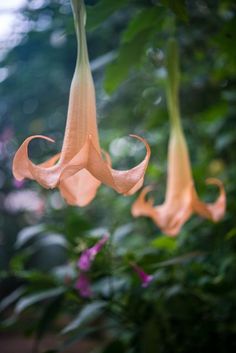 two pink flowers hanging from a tree with green leaves