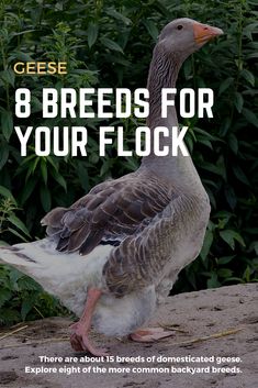 a goose standing on top of a cement ground next to green grass and bushes with text overlay that reads, 8 breeds for your flock