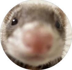 an animal's nose is shown in the middle of a circular photo with it's mouth wide open