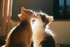 two cats sitting next to each other in front of a window with the sun shining on them