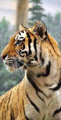 a close up of a tiger with trees in the backgrouds behind it