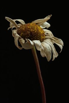 a large white flower with yellow centers on a black background in front of a dark backdrop