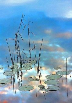 water lilies floating on top of a lake with sky in the backround