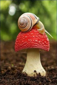 a snail sitting on top of a red mushroom