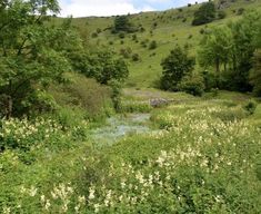 a small stream running through a lush green hillside covered in trees and wildflowers