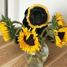 a black pug dog sitting in a vase with sunflowers