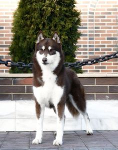 a brown and white dog standing next to a chain