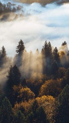 the sun is shining through the clouds in the forest