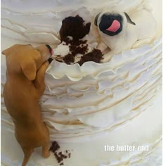 Wedding Cakes Dog, Search Pins, Come To Me, Cute Wedding Ideas, Dog Eating, Wedding Food, So Proud, Wedding Planners