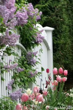 pink and white flowers growing on the side of a white picket fence with text that reads, expert nothing and appreciate everything