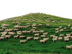 a herd of sheep standing on top of a lush green hillside next to a hill