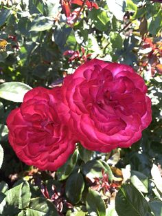 two red roses are blooming in the garden