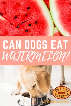 a dog eating watermelon from a bowl with the words can dogs eat watermelon?