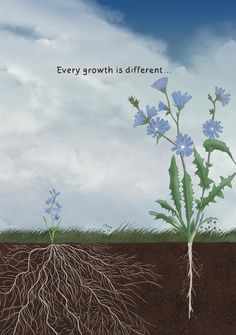 a blue flower growing out of the ground next to a plant with roots on it