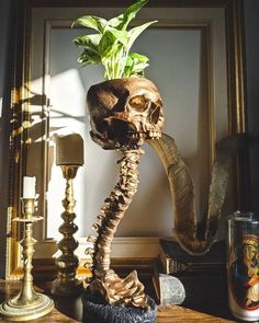 a skull planter sitting on top of a wooden table next to a framed photo