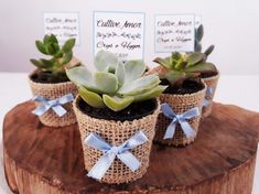 three small succulents in burlock wrapped pots on a wood slab