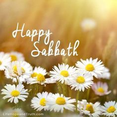 happy sababath with daisies in the foreground