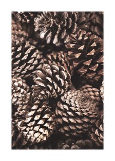 many pine cones are piled up together