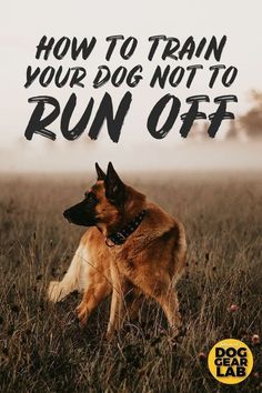 Train Your Dog Not To Run Off Service Dog Training, Pet Tips, Train Your Dog