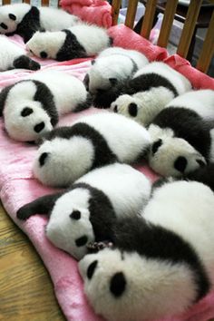 a bunch of panda bears are laying on a pink blanket