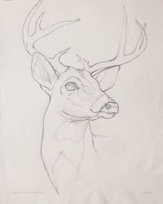 a pencil drawing of a deer's head with antlers