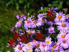 several butterflies are sitting on some purple flowers