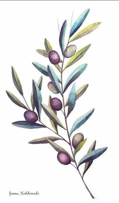 an olive branch with green leaves and purple berries on it, watercolor painting by person