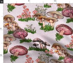 a group of mushrooms on a white background