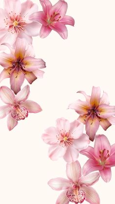 pink flowers on a white background with space for the wording in the bottom right corner