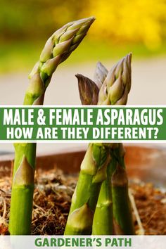 two asparagus with the words male and female asparagus how are they different?