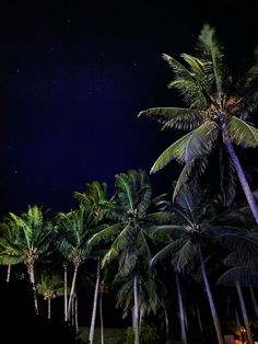 palm trees are lit up at night under the stars