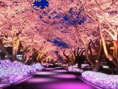 a street lined with trees covered in purple lights