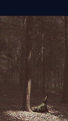 a person laying on the ground next to a tree in a forest filled with leaves