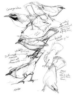 sketches of birds are shown in this drawing