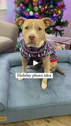 a dog sitting on top of a blue couch in front of a christmas tree with the caption holiday photo idea