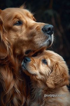 two golden retriever puppies cuddle together in front of a black background,