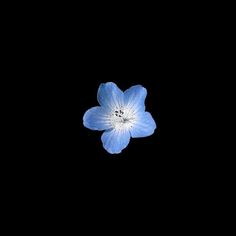 a single blue flower floating in the air