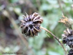 a close up of a dead flower on a plant with lots of leaves in the background