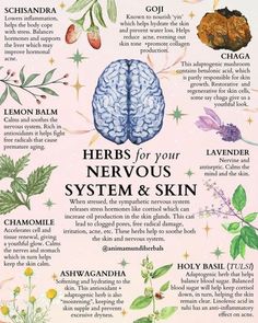 Herbs For Nerves, Herbs For Upper Respiratory Infection, Herbs For Hydration, Herbs For Nervous System, Herbalism For Beginners Natural Remedies, Herbs For Bv, Herbs For Detoxing, Herbs For Weight Management, Herbs For Asthma