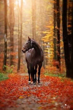 a horse standing in the middle of a forest with red leaves on it's ground