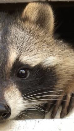 a raccoon looking out from its enclosure at the camera manoeutine