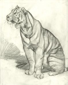 a pencil drawing of a tiger sitting down