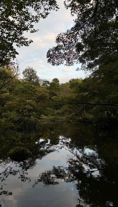 a body of water surrounded by lots of trees