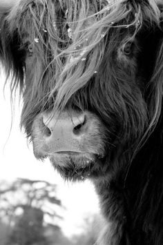 a black and white photo of a cow's face with the caption pinterest com