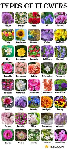 different types of flowers are shown in this poster, with the names and pictures below