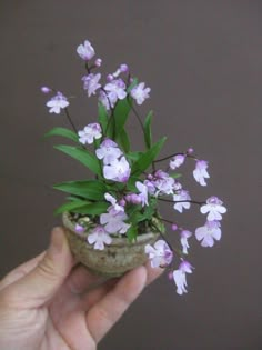 a hand holding a small potted plant with purple and white flowers in it's center