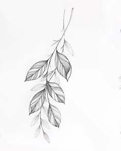 a black and white drawing of leaves on a branch